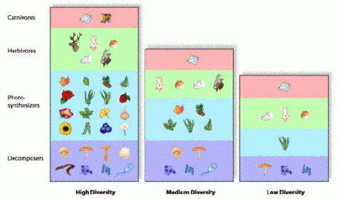 Numbers as representation of species