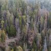 Forest degradation - aerial photo