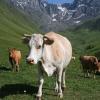 Cattle in a valley in Georgia