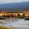 Camels in Mongolia