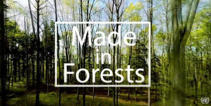 Forests for Fashion | UNECE