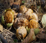 Regional training on sustainable walnut quality