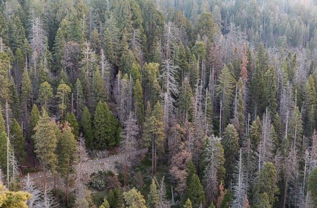 Forest degradation - aerial photo