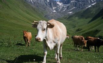 Cattle in a valley in Georgia