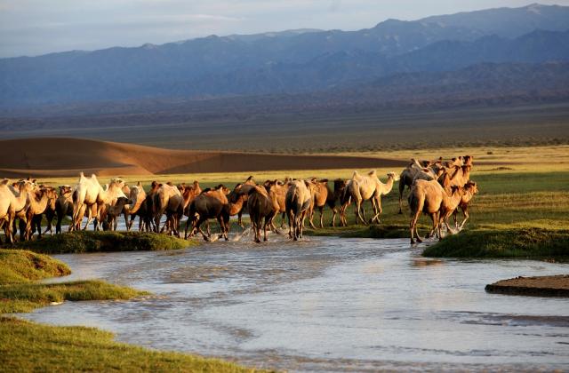 Camels in Mongolia