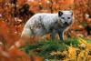 Arctic fox