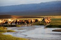 Camels in Mongolia