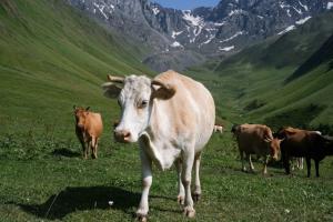 Cattle in a valley in Georgia