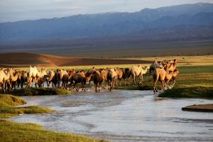 Camels in Mongolia